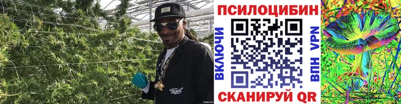 это телеграм  блэк спрут маркетплейс  Каргополь  Галлюциногенные грибы MAGIC MUSHROOMS 